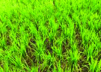 खारेपाटातील बळीराजा चिंतेत