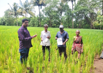 भात पिकावर खोड किडीचा प्रादुर्भाव