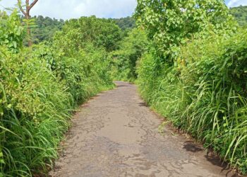 रोहाः झाडी झुडपांमुळे अपघाताचा धोका