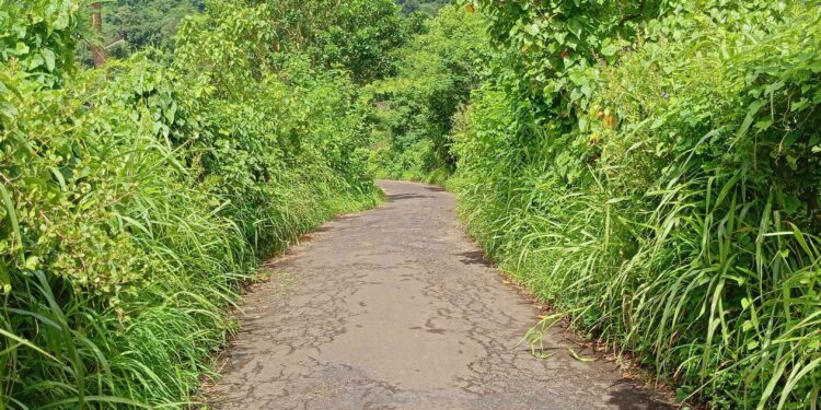 रोहाः झाडी झुडपांमुळे अपघाताचा धोका