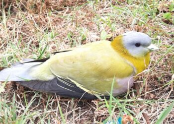 जखमी हरियालला जीवनदान