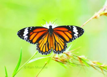 माळरानावर फुलपाखरांचा मुक्तसंचार