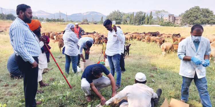 मेंढपाळावर आर्थिक संकट