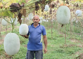 कर्जतमधील शेतकऱ्यांची अनोखी शेती