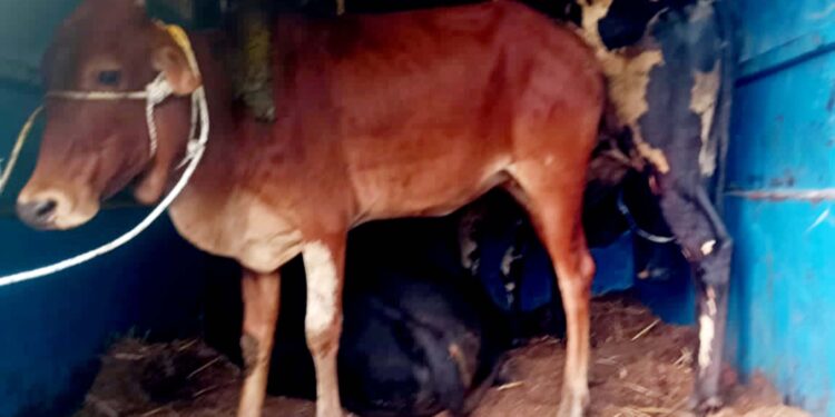 जनावरांची तस्करी करण्याचा प्रकार; पोलीसांना टेम्पो पकडण्यात यश