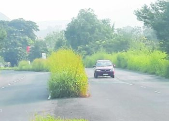 राज्यमार्गावरील दुभाजकांना गवताचा विळखा