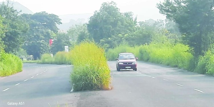 राज्यमार्गावरील दुभाजकांना गवताचा विळखा