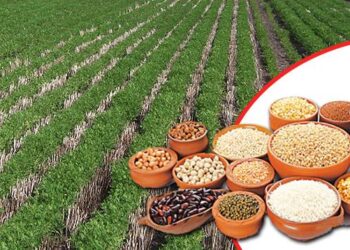 कडधान्य लागवडीतून शेतकऱ्यांना उभारी