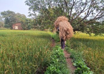 भात कापणीला सुरुवात