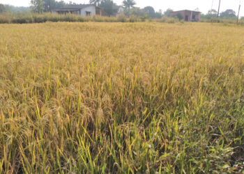 मुरुडचं शिवार भरलं सोन्यानं