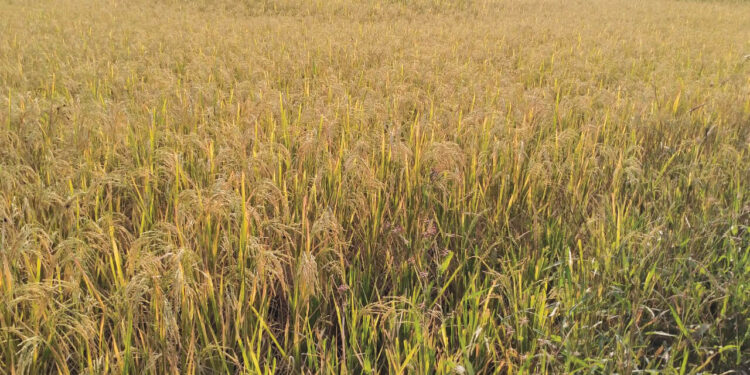 मुरुडचं शिवार भरलं सोन्यानं