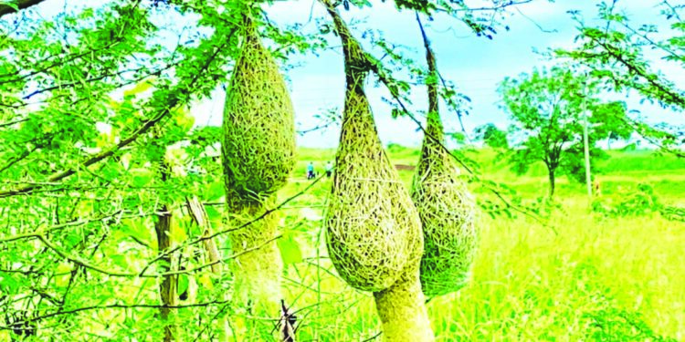 सुगरणीची घरटी पक्षीप्रेमींना पर्वणी