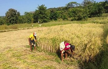 कर्जत तालुक्यात पीक स्पर्धेचे आयोजन