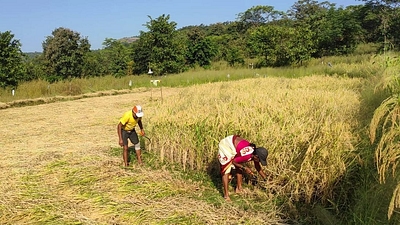 कर्जत तालुक्यात पीक स्पर्धेचे आयोजन