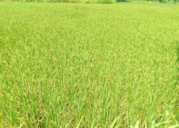 शेतात सोनेरी पीके लागली डोलू