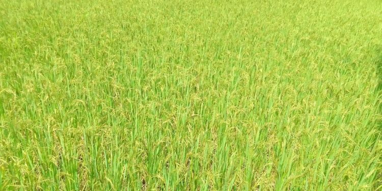 शेतात सोनेरी पीके लागली डोलू