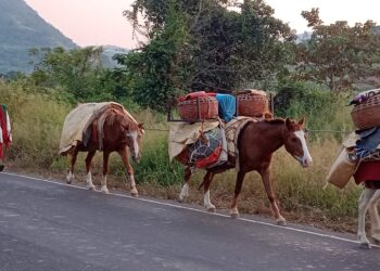 मेंढपाळांचा संसार घोड्याच्या पाठीवर