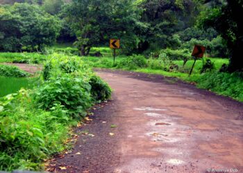 रस्त्याच्या दुतर्फा गवतामुळे अपघाताचा धोका