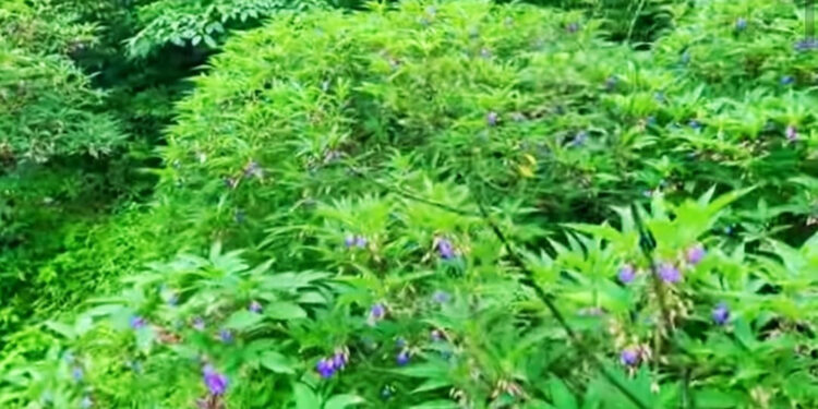 बहुपयोगी कारवीचा पुष्पोत्सव