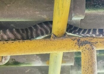 सुधागडात सापडला दुर्मिळ मांजऱ्या साप