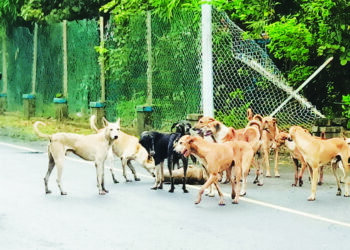 भटक्या कुत्र्यांचा बंदोबस्त करण्यात अपयश