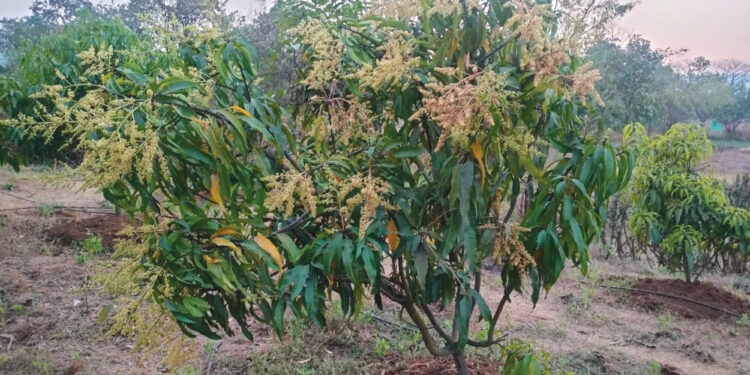 फळपिकाला मिळणार विमा कवच