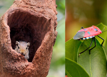 फणसाड अभयारण्यात पर्यटन वाढणार