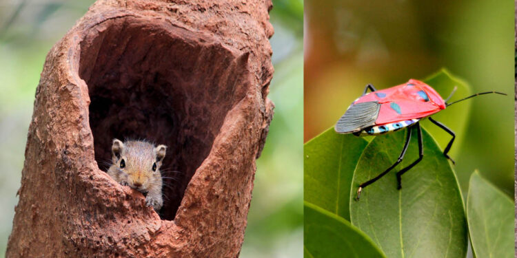 फणसाड अभयारण्यात पर्यटन वाढणार
