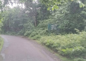 झुडपांमुळे अपघातास आमंत्रण