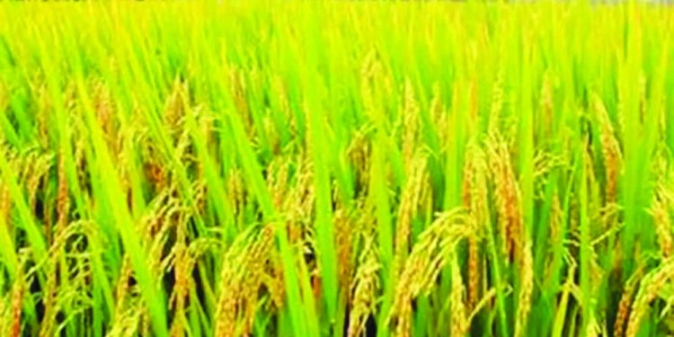 उरणमध्ये समाधानकारक पाऊस