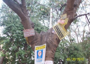 जाहिरात फलकांसाठी झाडांची कत्तल