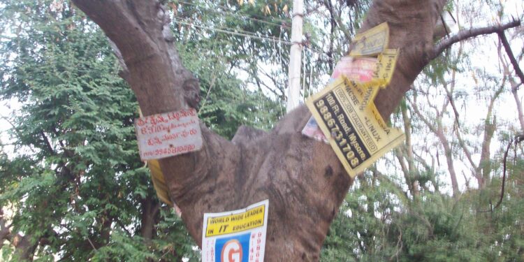 जाहिरात फलकांसाठी झाडांची कत्तल