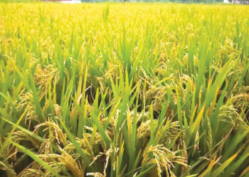 भात कापणीला मजुरांचा अभाव