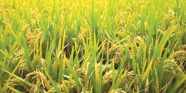 भात कापणीला मजुरांचा अभाव