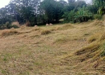 जिल्ह्यात भातकापणीची धावपळ