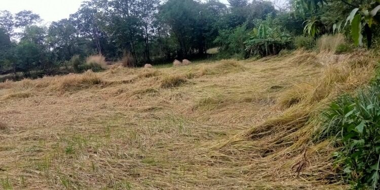 जिल्ह्यात भातकापणीची धावपळ