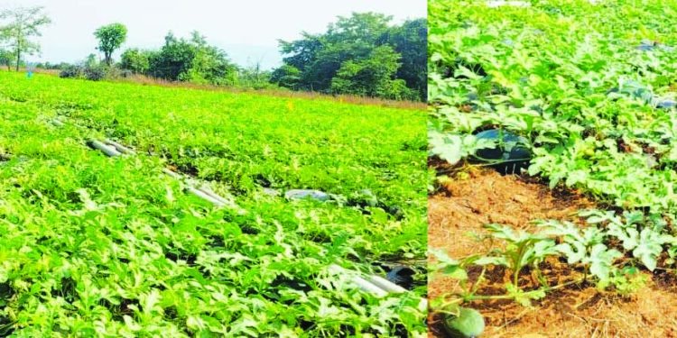 जिद्दीतून फुलविला कलिंगडाचा मळा