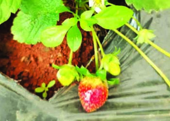 चार्टर्ड अकाऊंटंट शेतकऱ्याचा अनोखा प्रयोग