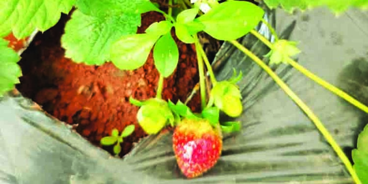 चार्टर्ड अकाऊंटंट शेतकऱ्याचा अनोखा प्रयोग