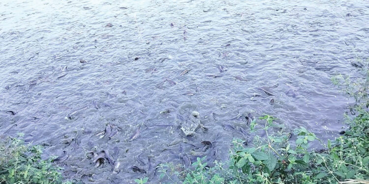 हायब्रीड मांगुर माशांच्या कारवाईत सूट