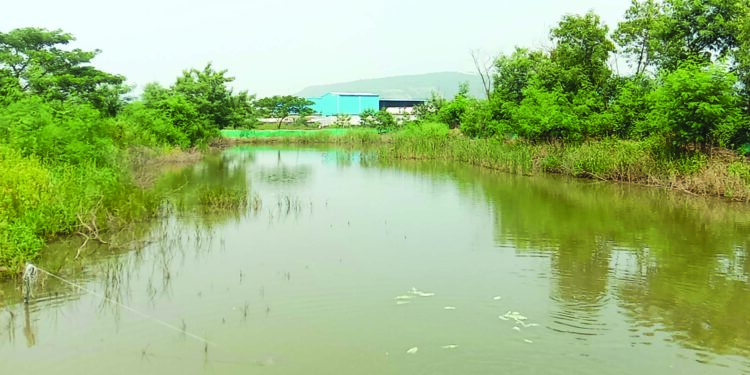 खाडीकिनारी जल प्रदूषणात वाढ