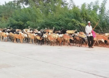 मेंढ्यांचे कळप कोकणात दाखल