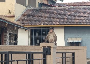 वन्य माकडांमुळे नागरिक हैराण