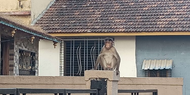 वन्य माकडांमुळे नागरिक हैराण