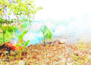 नारळाच्या वृक्षांची सुरक्षा ऐरणीवर