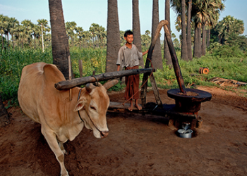 लाकडी घाण्याच्या तेलाकडे वाढता कल