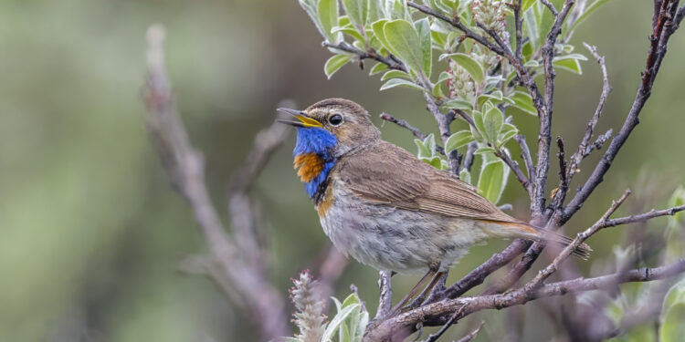 विदेशी पाहुणे स्थिरावले; पक्षी निरीक्षक सुखावले