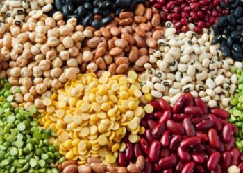 ओलाव्याअभावी कडधान्य लागवड अडचणीत