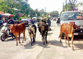 मोकाट गुरांमुळे वाहनचालक त्रस्त