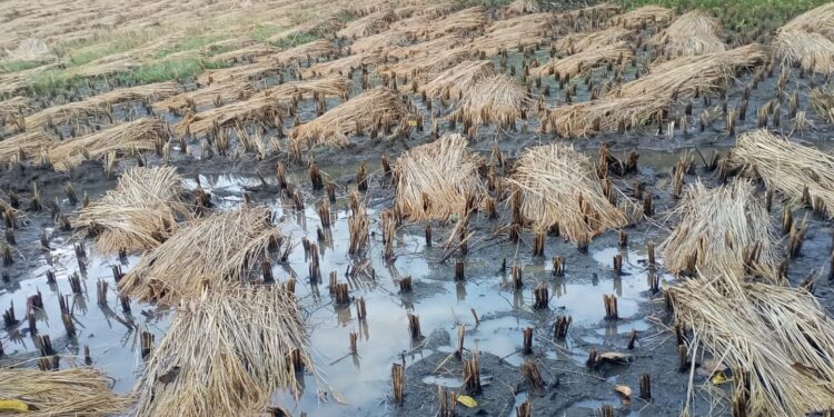 जिल्ह्यात अवकाळी पावसाचा फटका